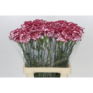 Dianthus St Bacarat
