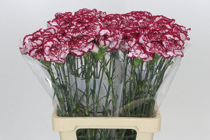 <h4>Dianthus St Bacarat</h4>