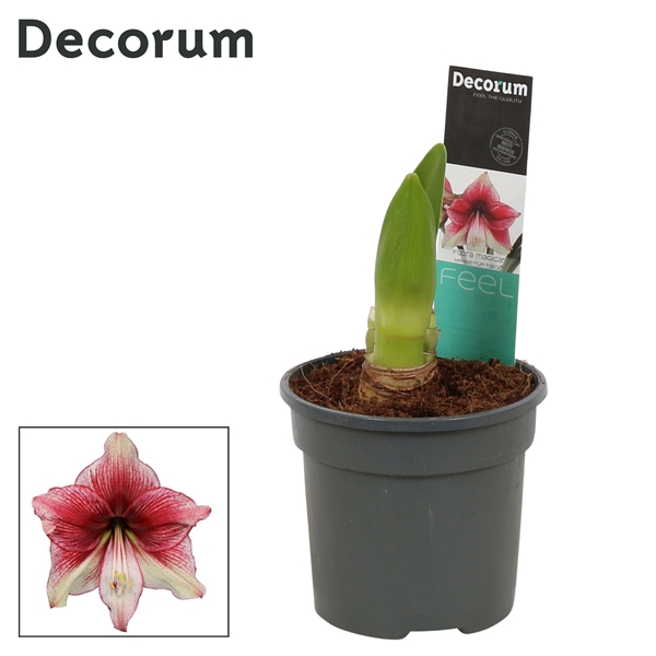 <h4>Hippeastrum Tosca 2 Knop (Decorum)</h4>