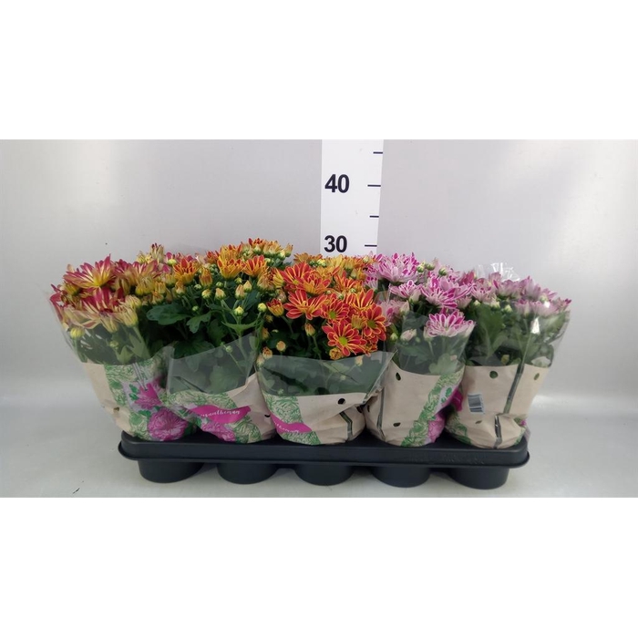 <h4>Chrysanthemum ..GR mix</h4>