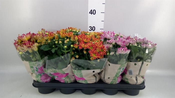 Chrysanthemum   ..GR mix