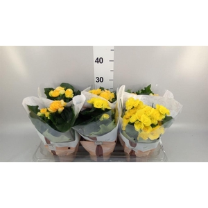 Begonia elat. HL 'Nadine'