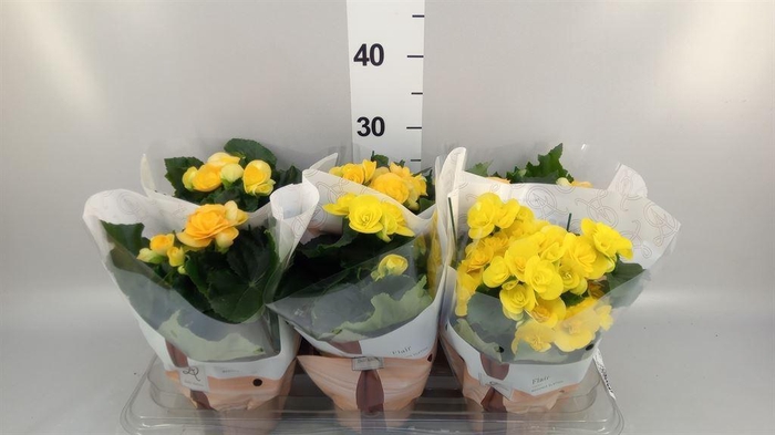 <h4>Begonia elat. HL 'Nadine'</h4>