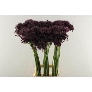 Allium Atropurpureum L 90