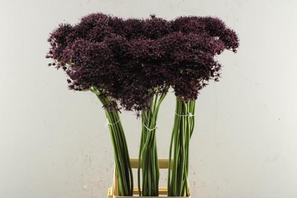 <h4>Allium Atropurpureum L 90</h4>