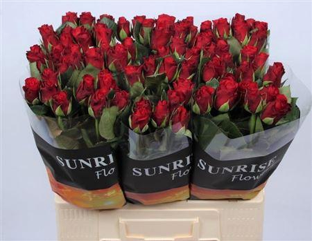 <h4>R Gr Red Ribbon</h4>