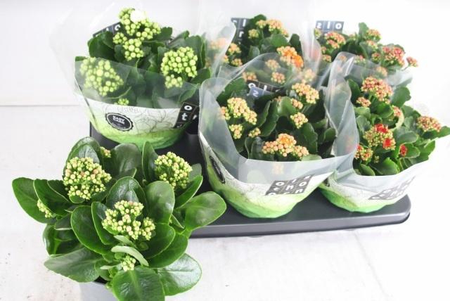 <h4>KAL GE GEM 4 KL</h4>