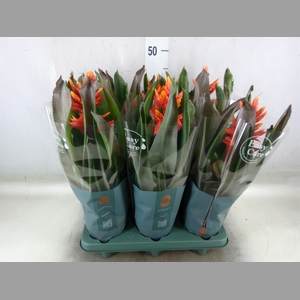 Aechmea  'Pepita Elegant Flames'