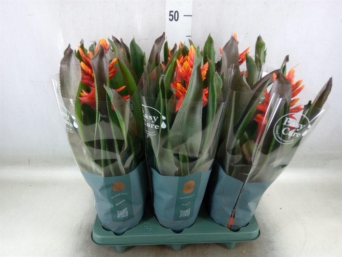 <h4>Aechmea  'Pepita Elegant Flames'</h4>