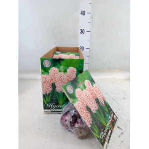 Hyacinthus   ...flowerbulbs