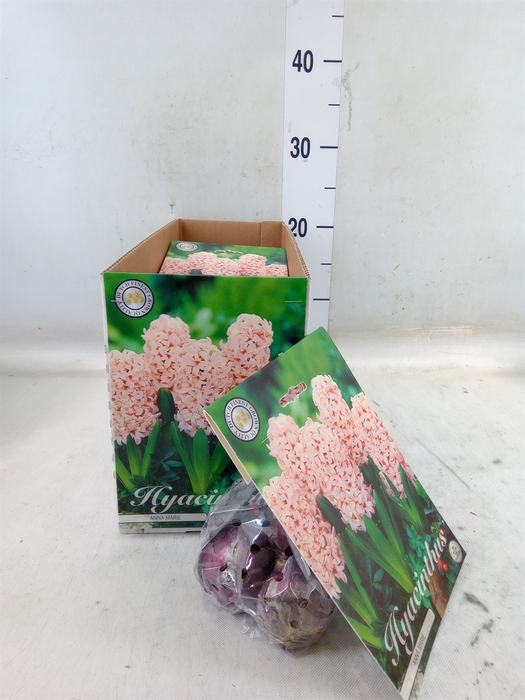 <h4>Hyacinthus   ...flowerbulbs</h4>