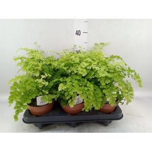 Adiantum raddi. 'Fragrans'
