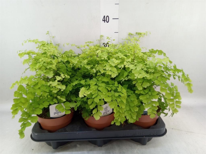 <h4>Adiantum raddi. 'Fragrans'</h4>