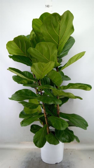 <h4>Ficus   ...</h4>