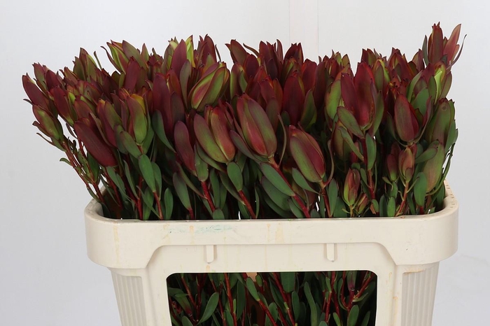 Leucadendron Senorita Spray
