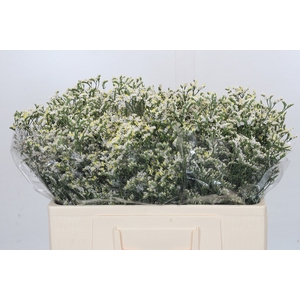 Limonium China White