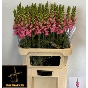 <h4>ANTIR AVIGNON C ROSE</h4>