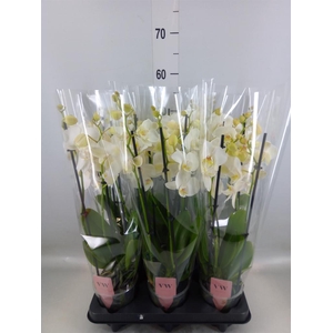 Phalaenopsis  'Ant Inverness'