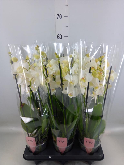 <h4>Phalaenopsis  'Ant Inverness'</h4>