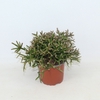 Rhipsalis burchellii