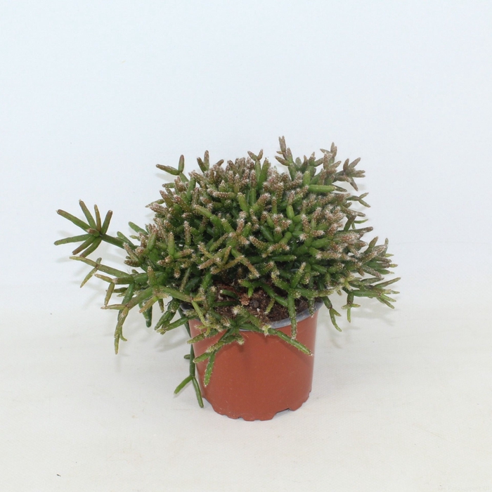 Rhipsalis burchellii