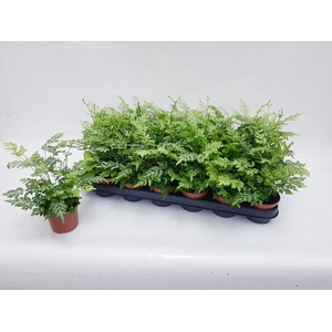 PTERIS EVERGEMIENIS