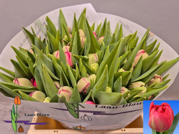 <h4>TU DU BELGRAVIA</h4>