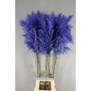 Df Pampas 115cm Cobalt