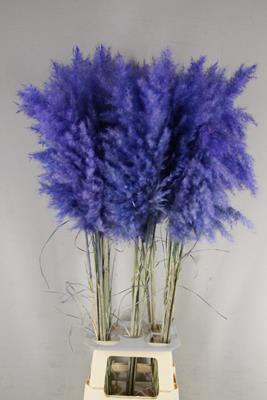 <h4>Df Pampas 115cm Cobalt</h4>