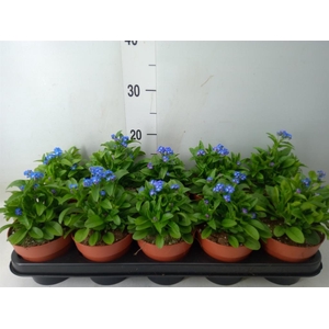 Myosotis sylv. 'Laura deep Blue'