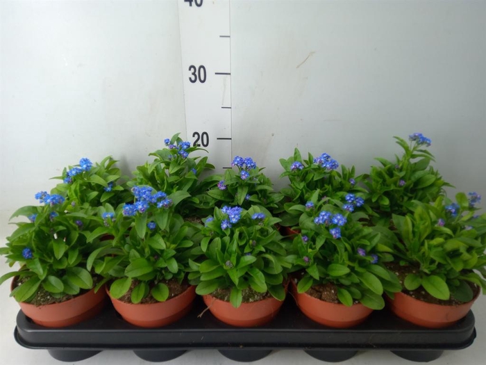 <h4>Myosotis sylv. 'Laura deep Blue'</h4>