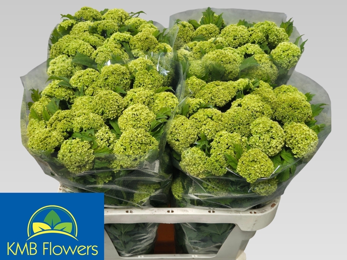 <h4>VIBURNUM ROSEUM ST</h4>