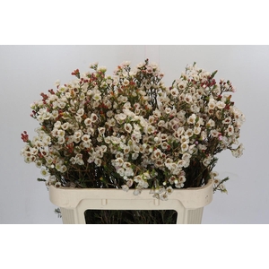 Chamelaucium Moonlight Delight