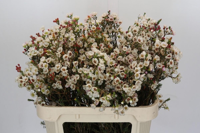 Chamelaucium Moonlight Delight