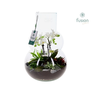 Green Bottle Olaf Large met Phalaenopsis arrangement