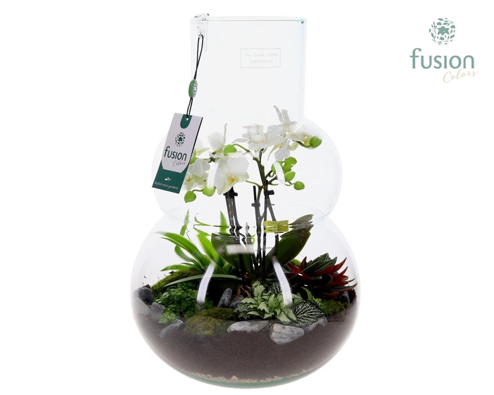 <h4>Green Bottle Olaf Large met Phalaenopsis arrangement</h4>