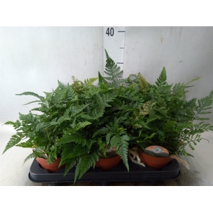 Humata tyermannii