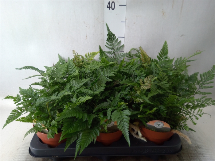 <h4>Humata tyermannii</h4>