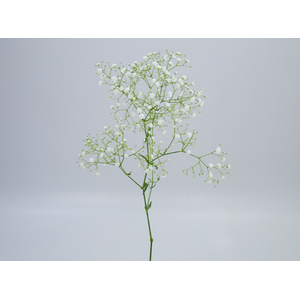 GYPSOPHILA DYNAMIC LOVE MIN 250 GRAMAS