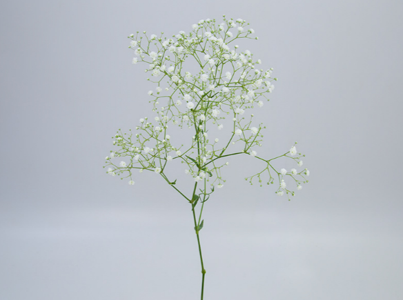 GYPSOPHILA DYNAMIC LOVE MIN 250 GRAMAS