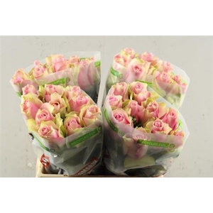 R Gr Belle Rose