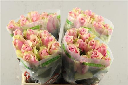 <h4>R Gr Belle Rose</h4>