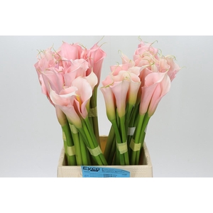 Zantedeschia Eydolls Salmon