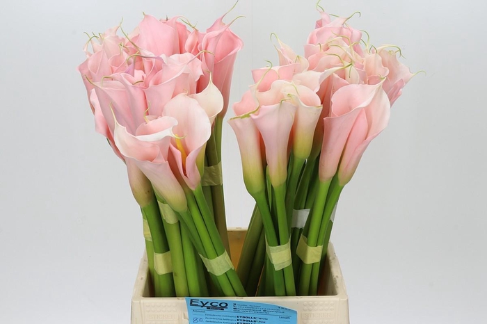 <h4>Zantedeschia Eydolls Salmon</h4>