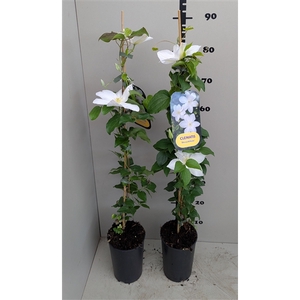 Clematis 'Shirayukihime'
