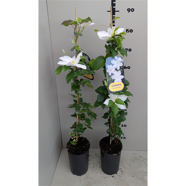 <h4>Clematis 'Shirayukihime'</h4>
