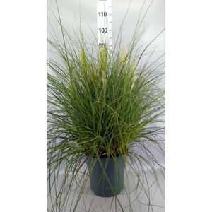 Cortaderia sell. 'Tiny Pampa'