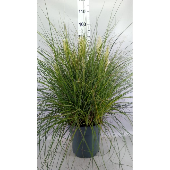 <h4>Cortaderia sell. 'Tiny Pampa'</h4>