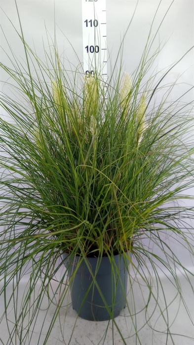 Cortaderia sell. 'Tiny Pampa'