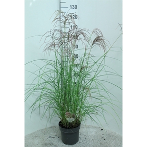 Miscanthus sin. 'Flamingo'